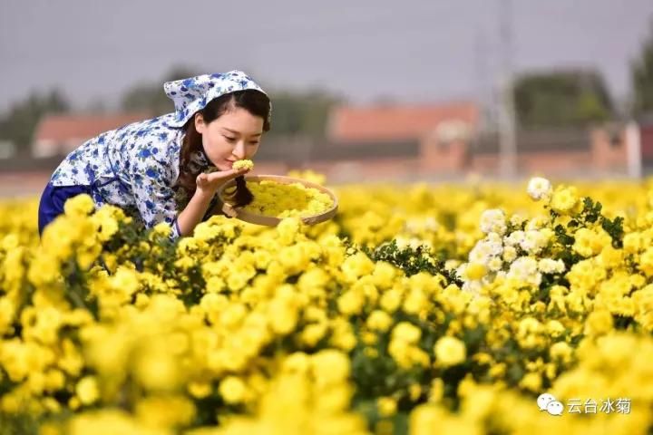 云臺冰菊基地發(fā)生了什么？一批批領導專家團隊前來！